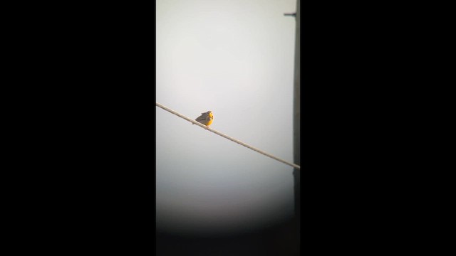 Western Meadowlark - ML633374893