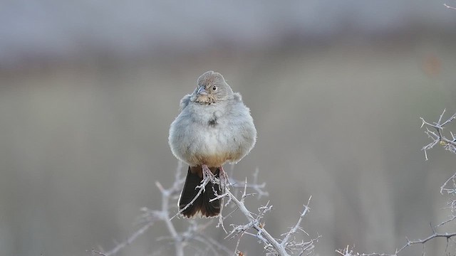 Canyon Towhee - ML633374902