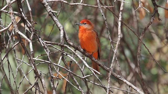 Hepatic Tanager - ML633375068