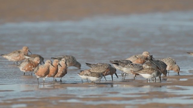 Red Knot - ML633375076