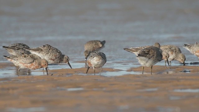 Red Knot - ML633375087