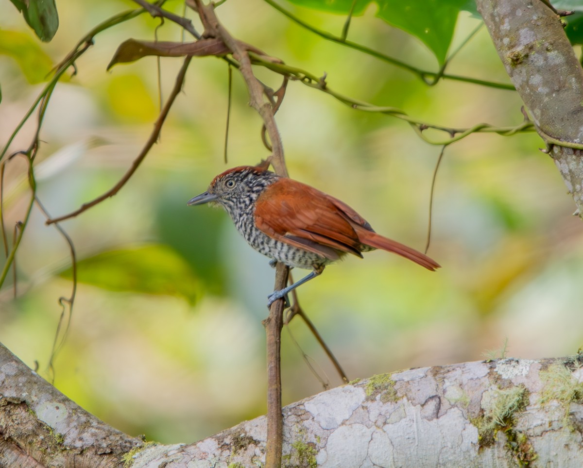 Bar-crested Antshrike - ML633375228