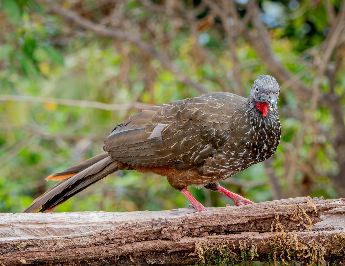 Band-tailed Guan - ML633375281