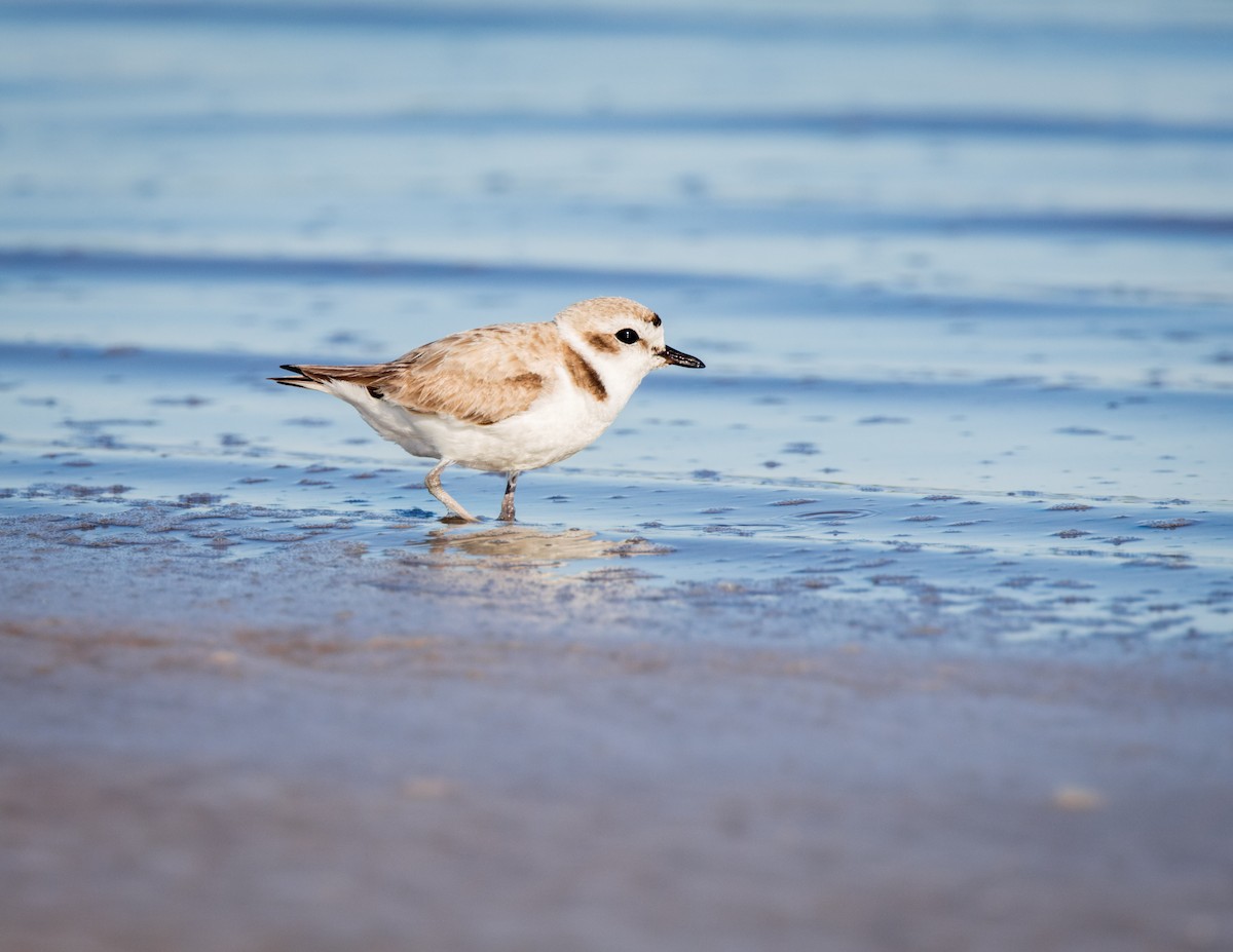 Snowy Plover - ML633375530
