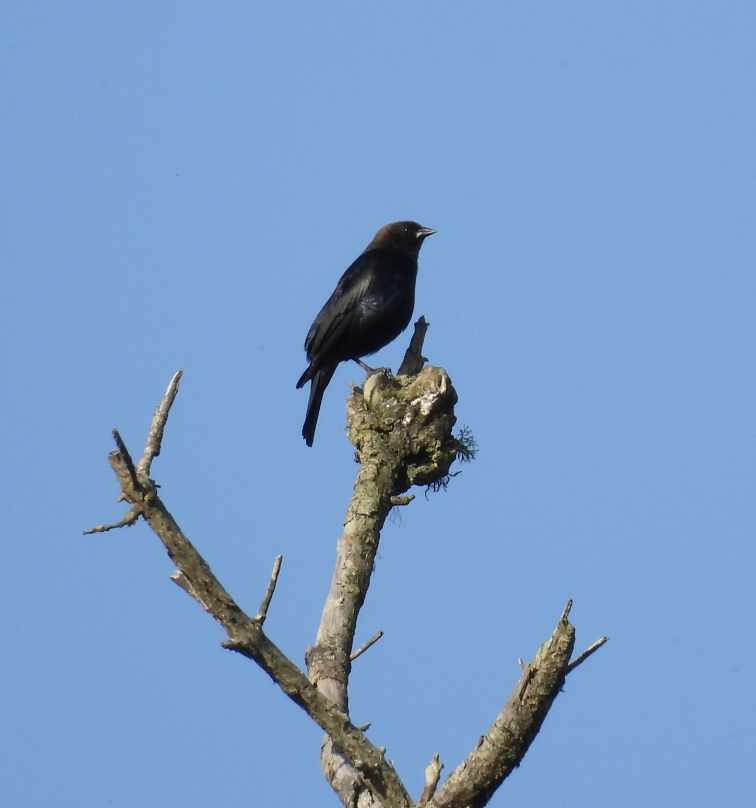 Brown-headed Cowbird - ML633375639
