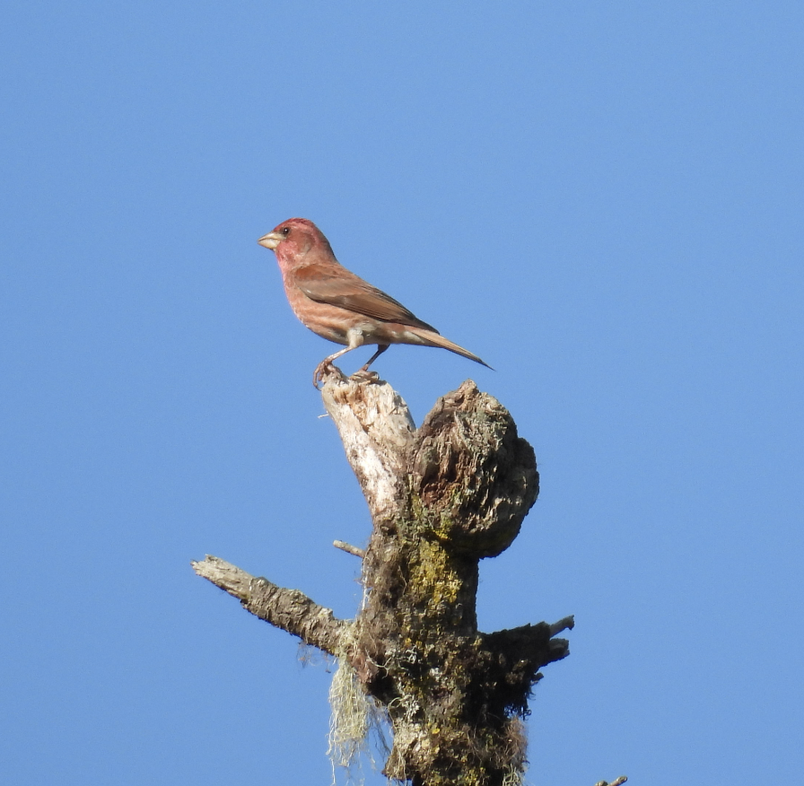 Purple Finch - ML633375687