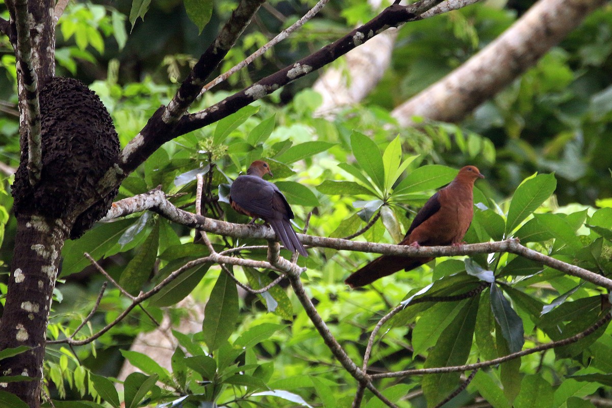 Philippine Cuckoo-Dove - ML633375885