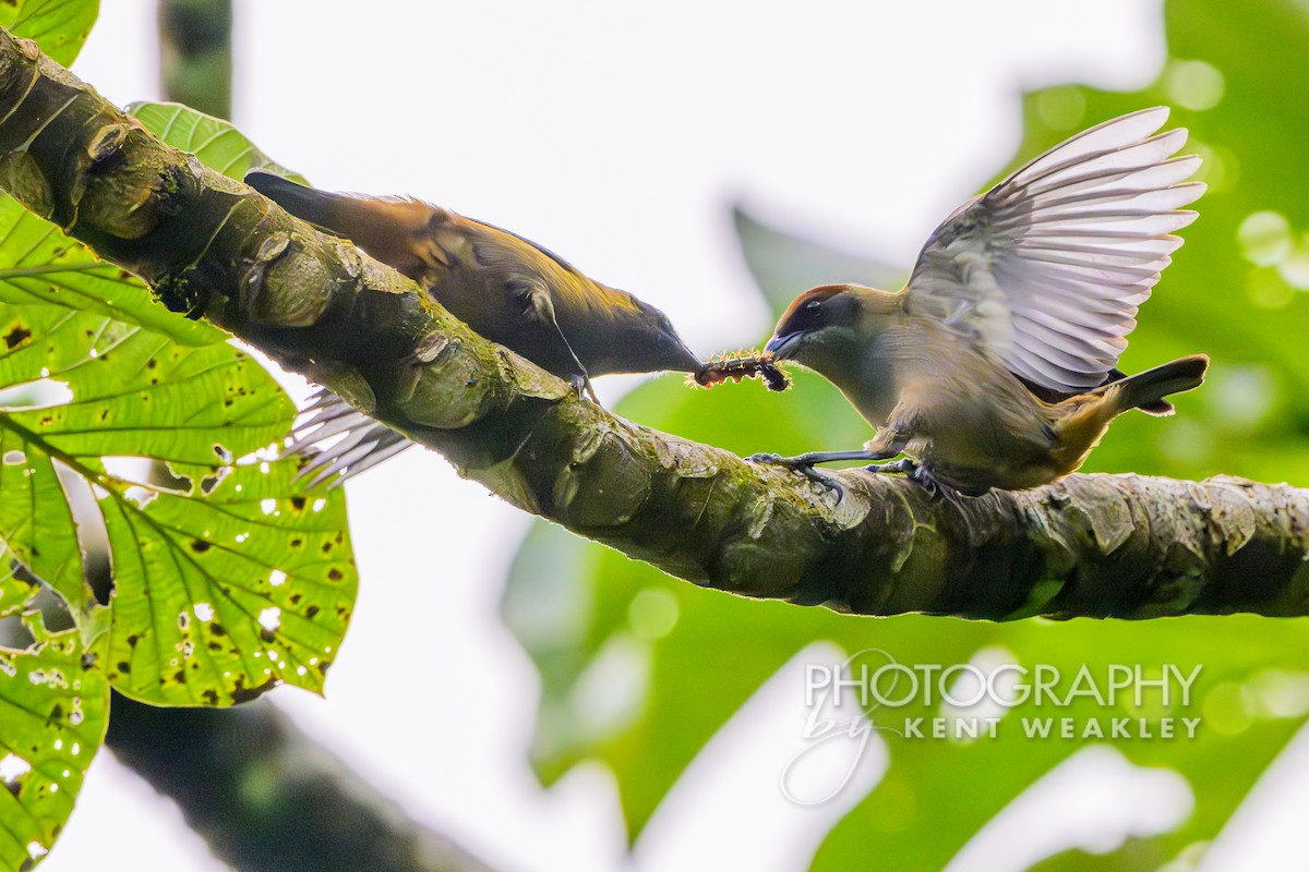 Lesser Antillean Tanager (Grenada) - ML633375927