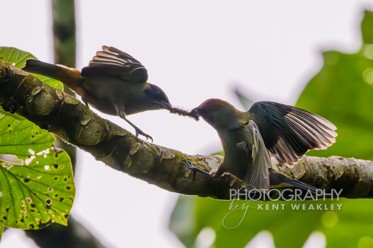 Lesser Antillean Tanager (Grenada) - ML633375928