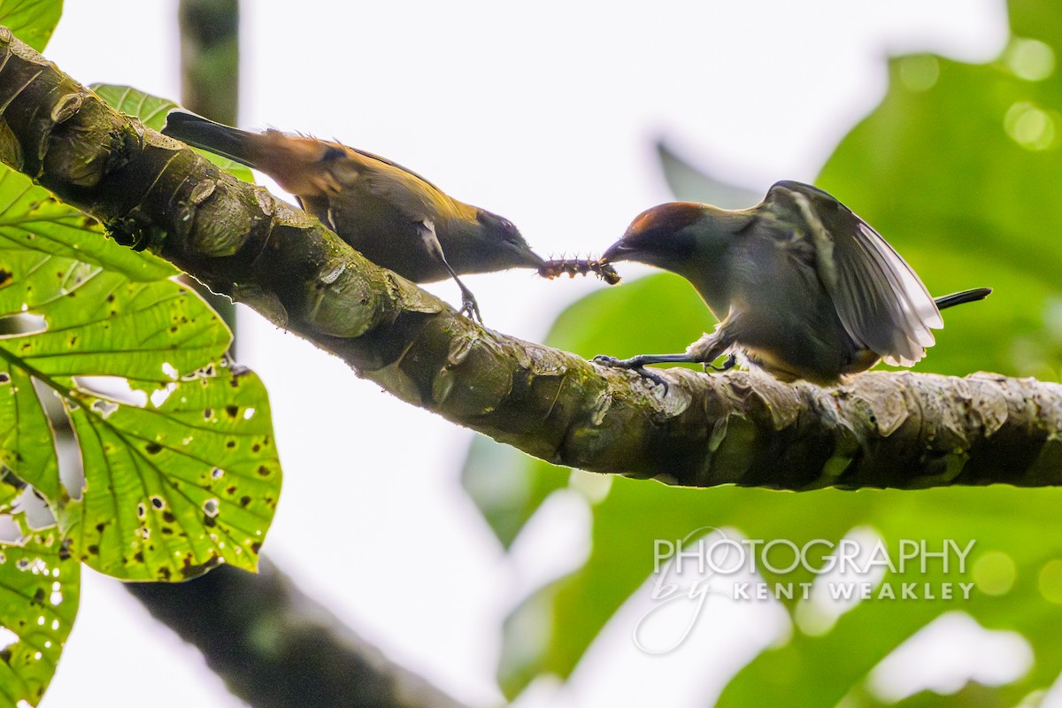 Lesser Antillean Tanager (Grenada) - ML633375956