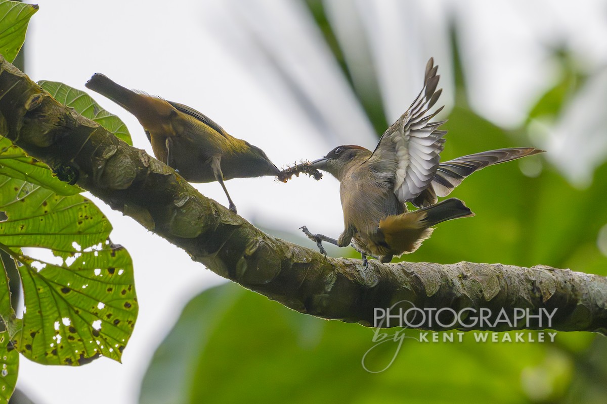 Lesser Antillean Tanager (Grenada) - ML633375957