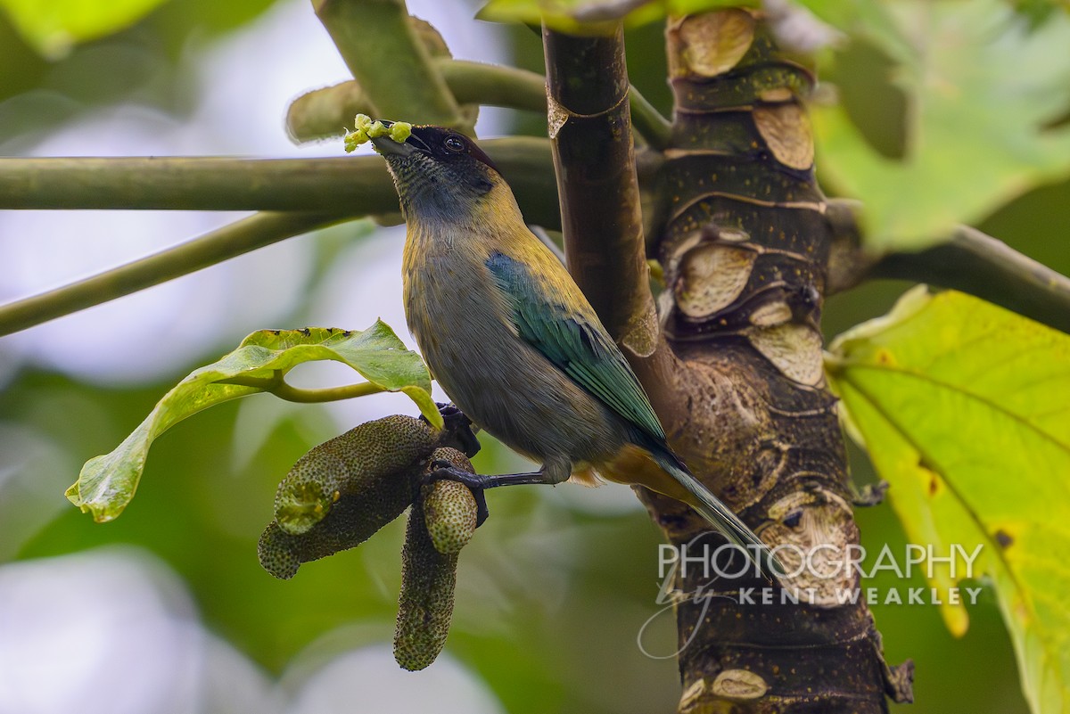 Lesser Antillean Tanager (Grenada) - ML633375980