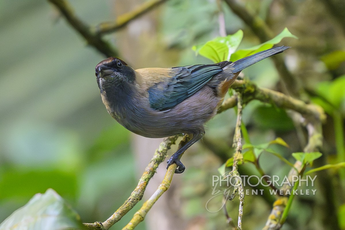 Lesser Antillean Tanager (Grenada) - ML633375991