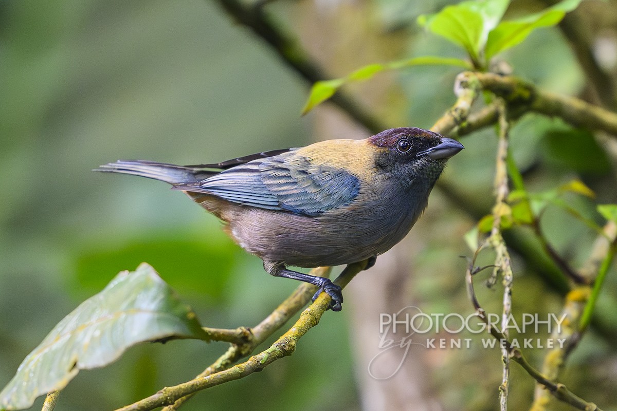 Lesser Antillean Tanager (Grenada) - ML633375992