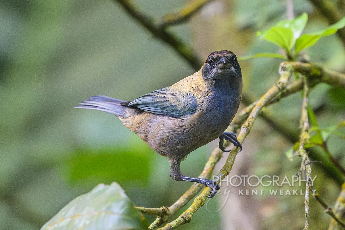 Lesser Antillean Tanager (Grenada) - ML633375993