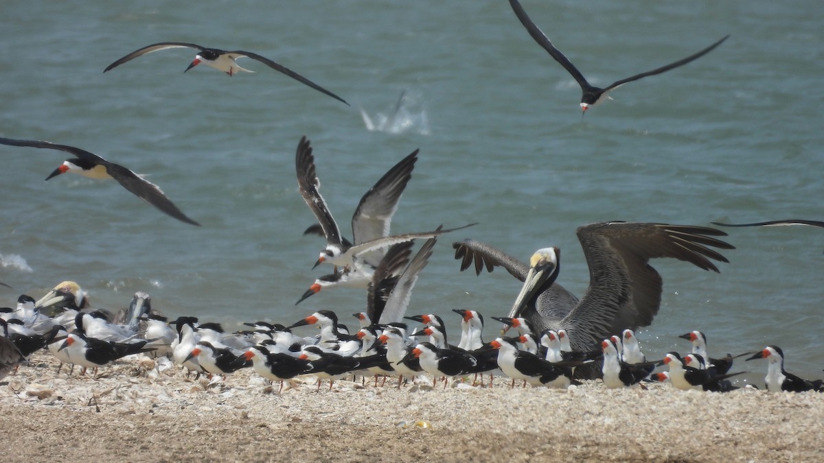 Black Skimmer - ML633376020