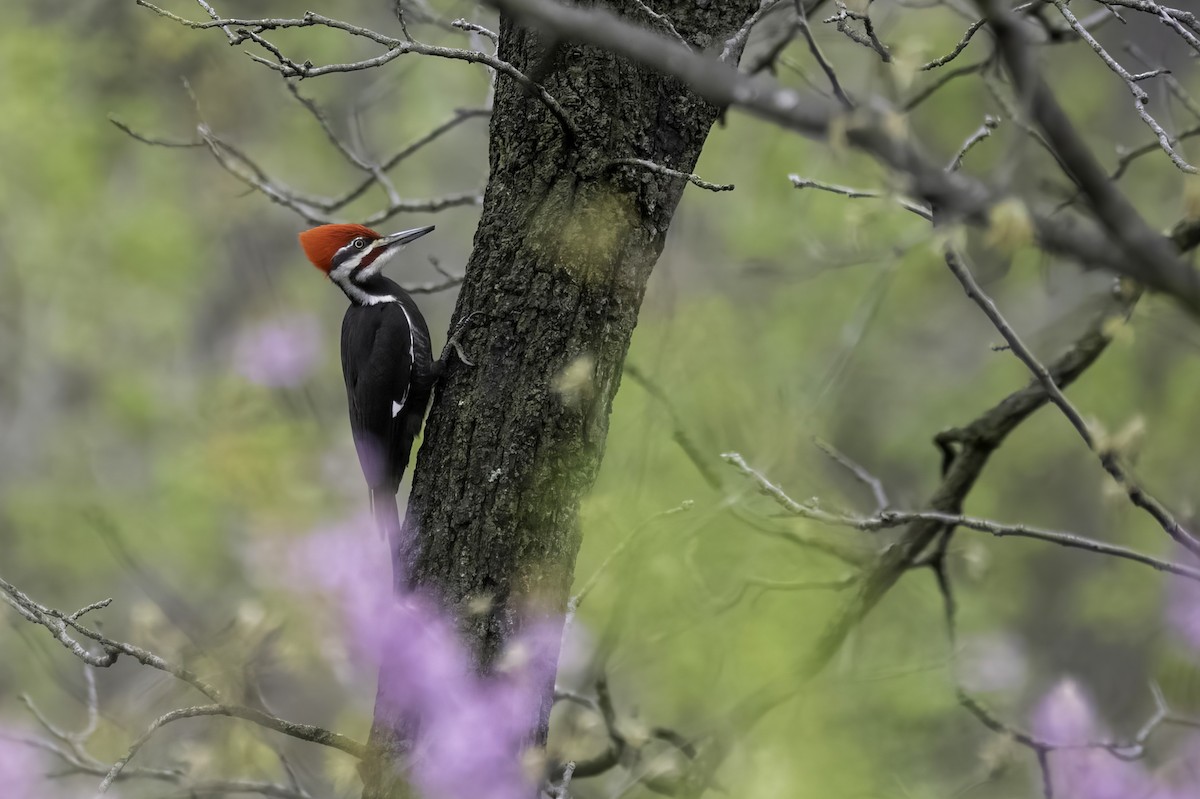 Pileated Woodpecker - ML633376052