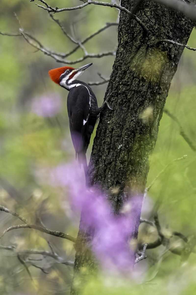 Pileated Woodpecker - ML633376053