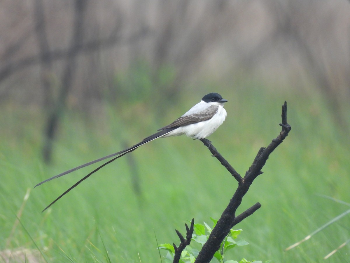 Fork-tailed Flycatcher - ML633376062