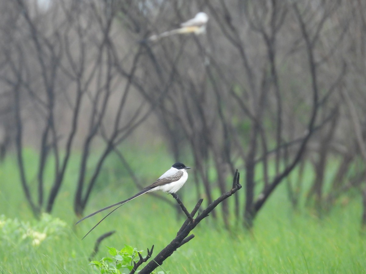 Fork-tailed Flycatcher - ML633376067