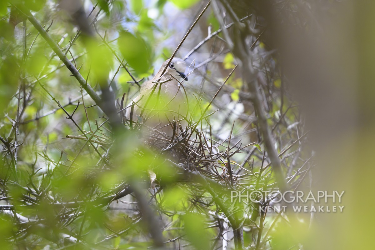 Grenada Dove - ML633376069
