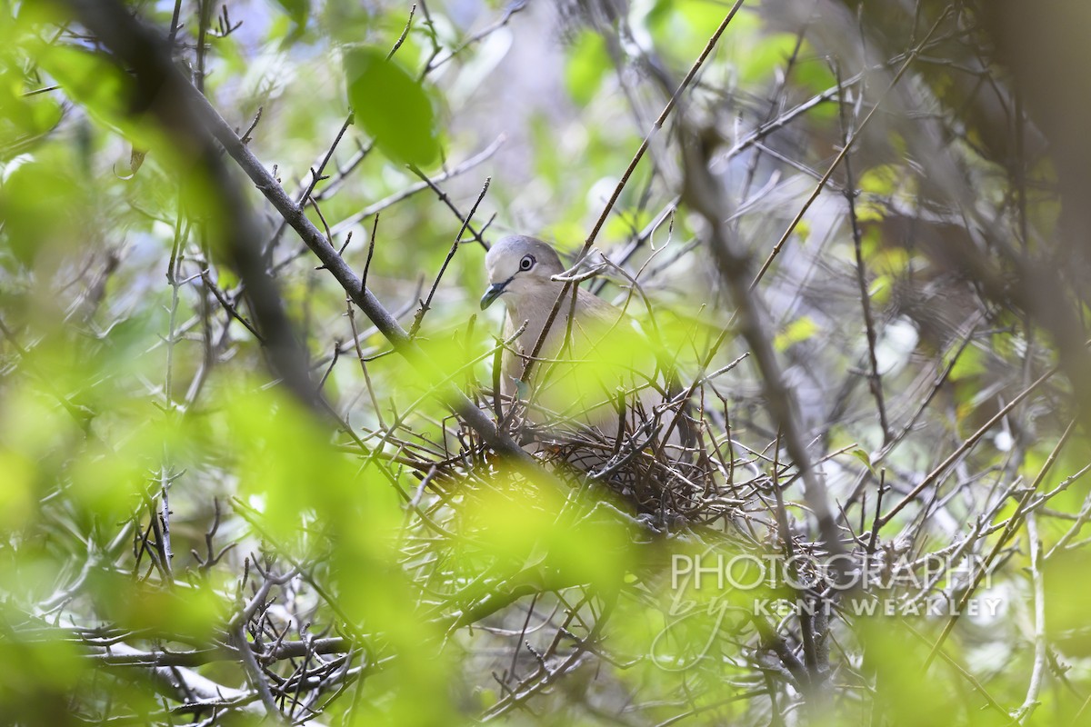 Grenada Dove - ML633376071