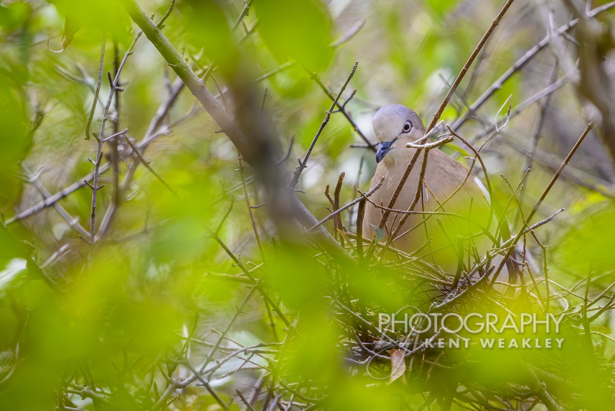 Grenada Dove - ML633376072