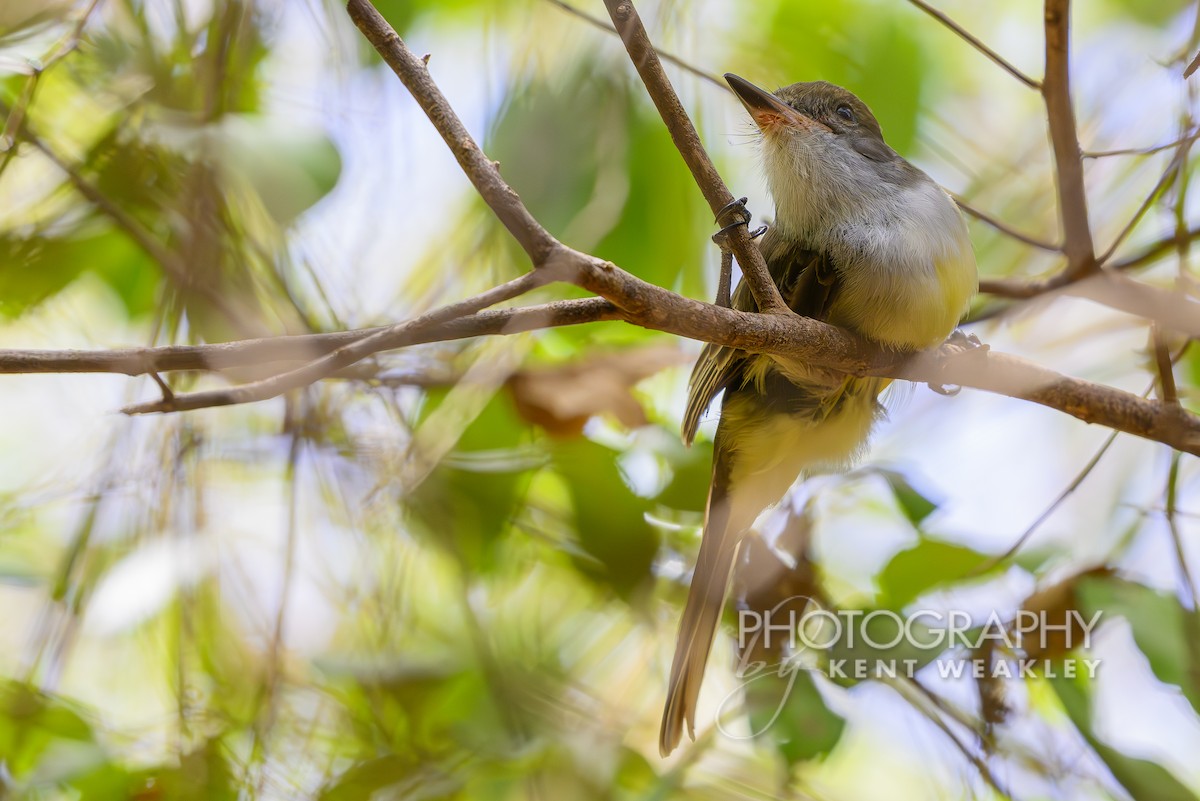 Grenada Flycatcher - ML633376092