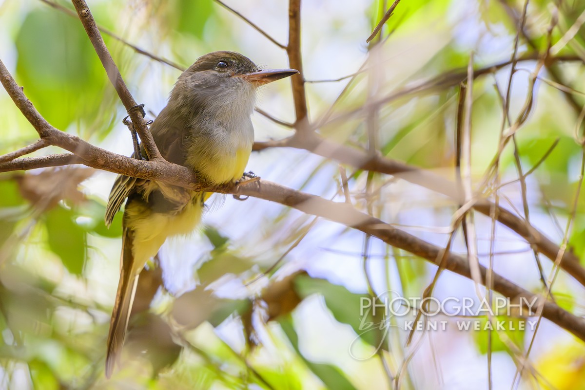 Grenada Flycatcher - ML633376093
