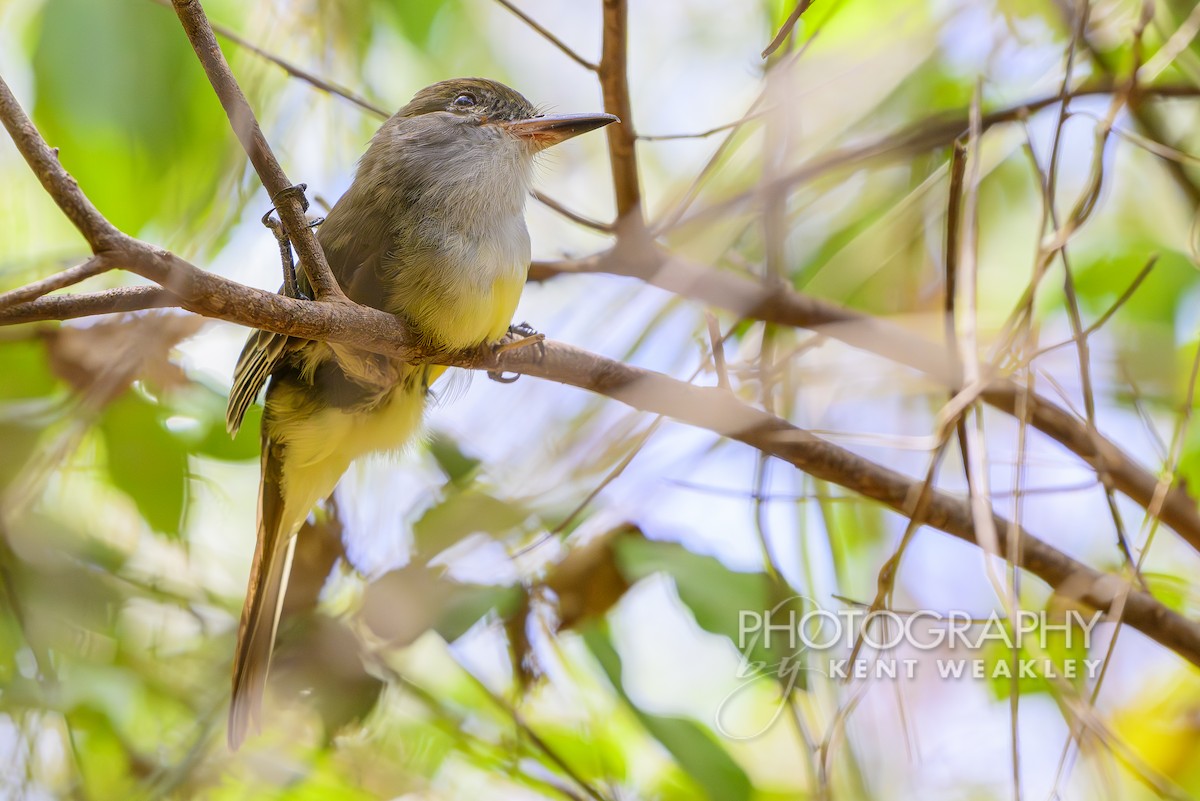 Grenada Flycatcher - ML633376094