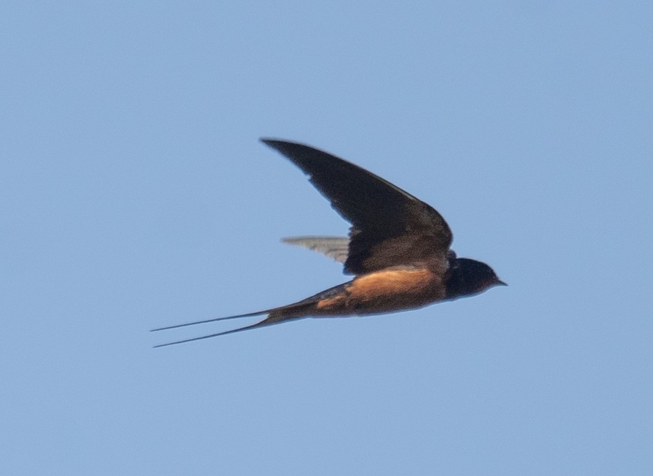 Barn Swallow - Haoning Gong