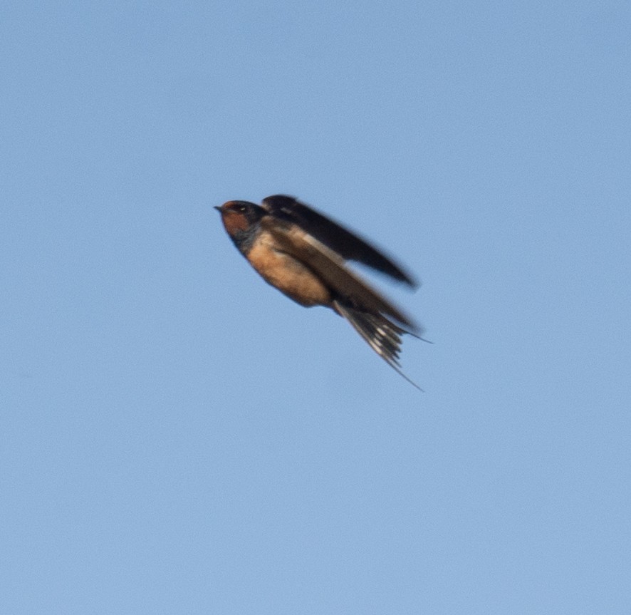 Barn Swallow - Haoning Gong