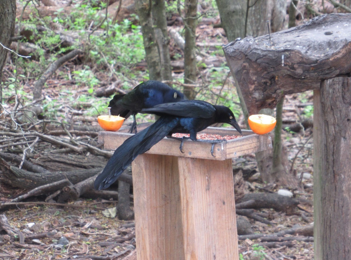 Great-tailed Grackle - ML633376353