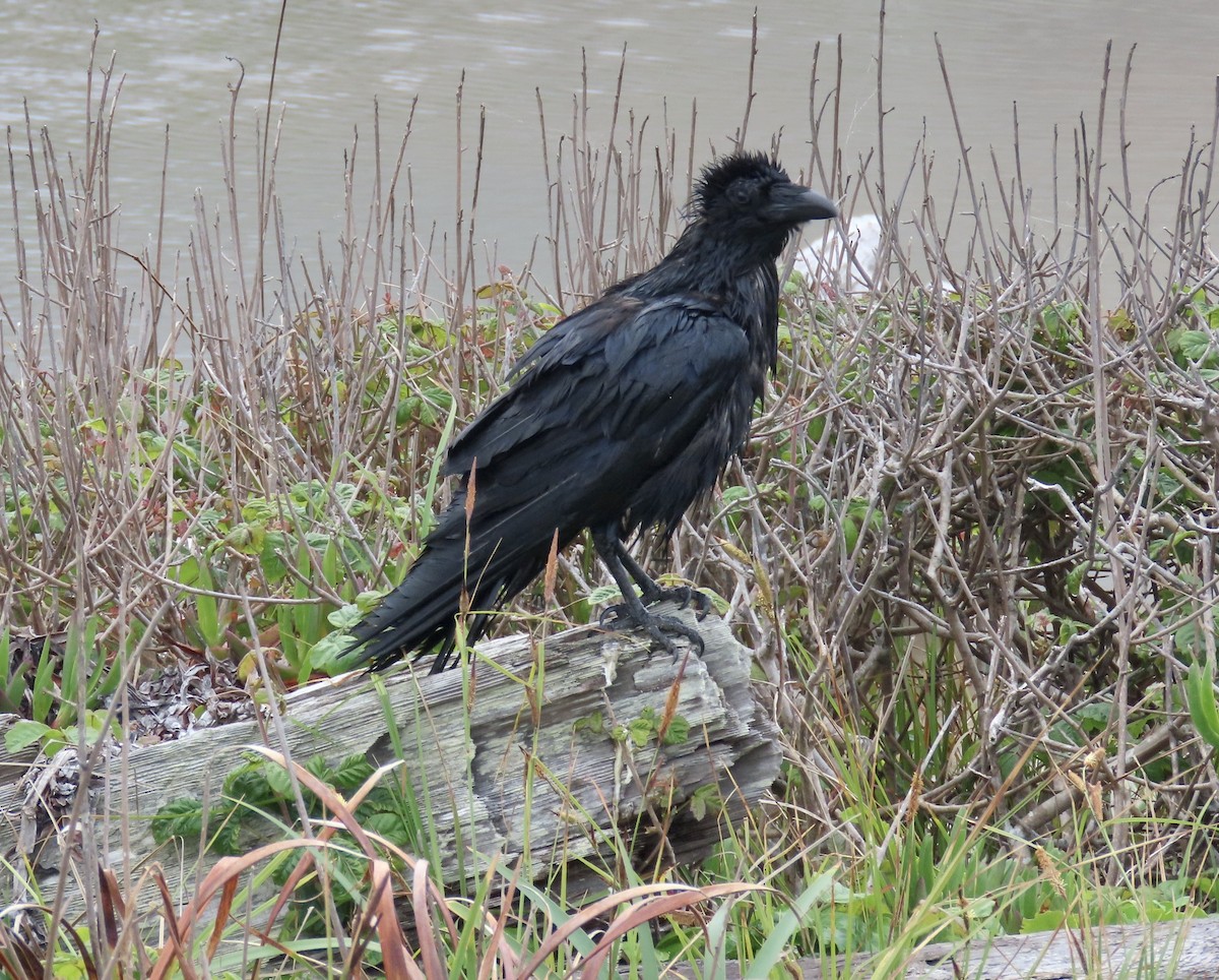 Common Raven - ML633376537
