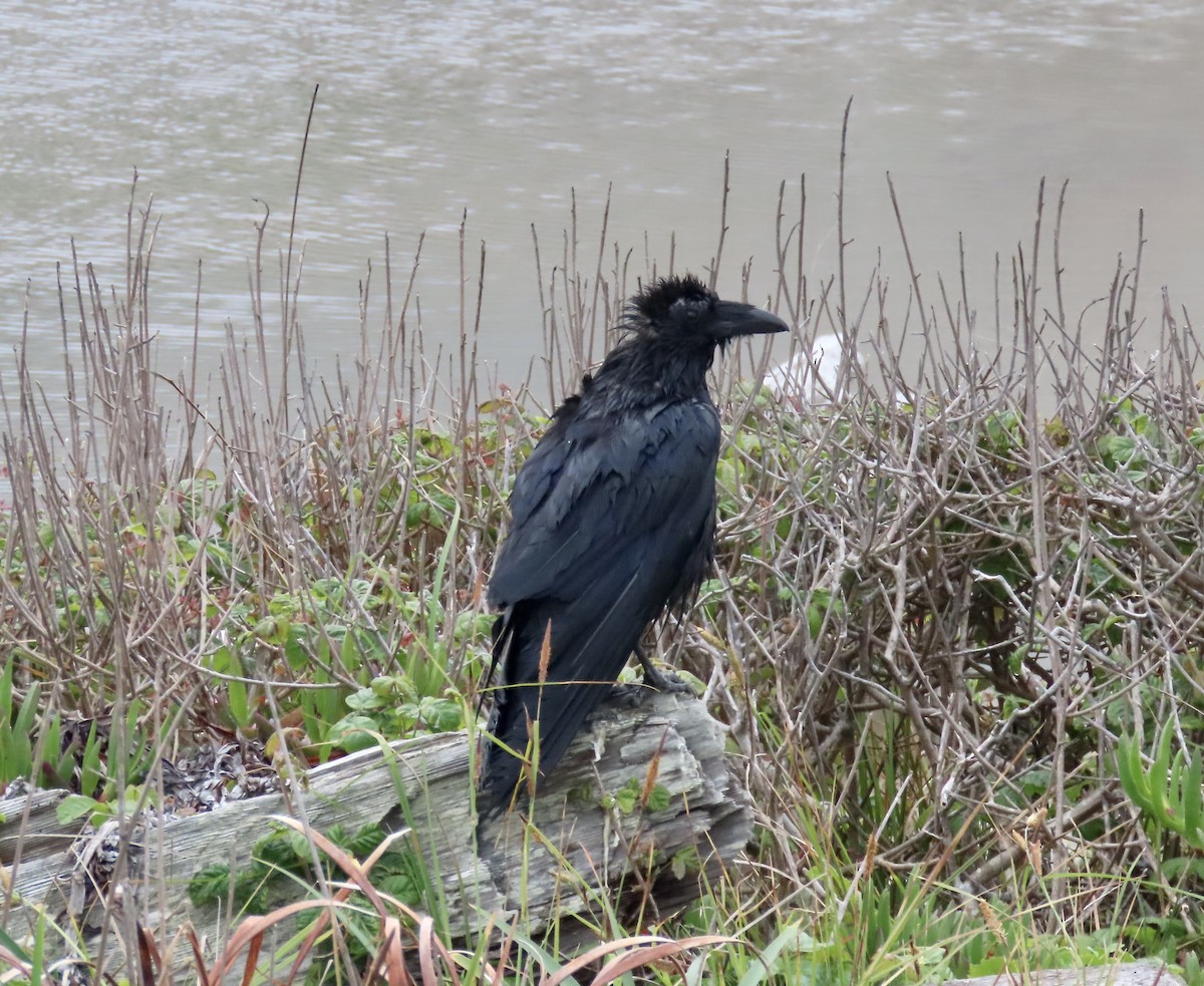 Common Raven - ML633376538