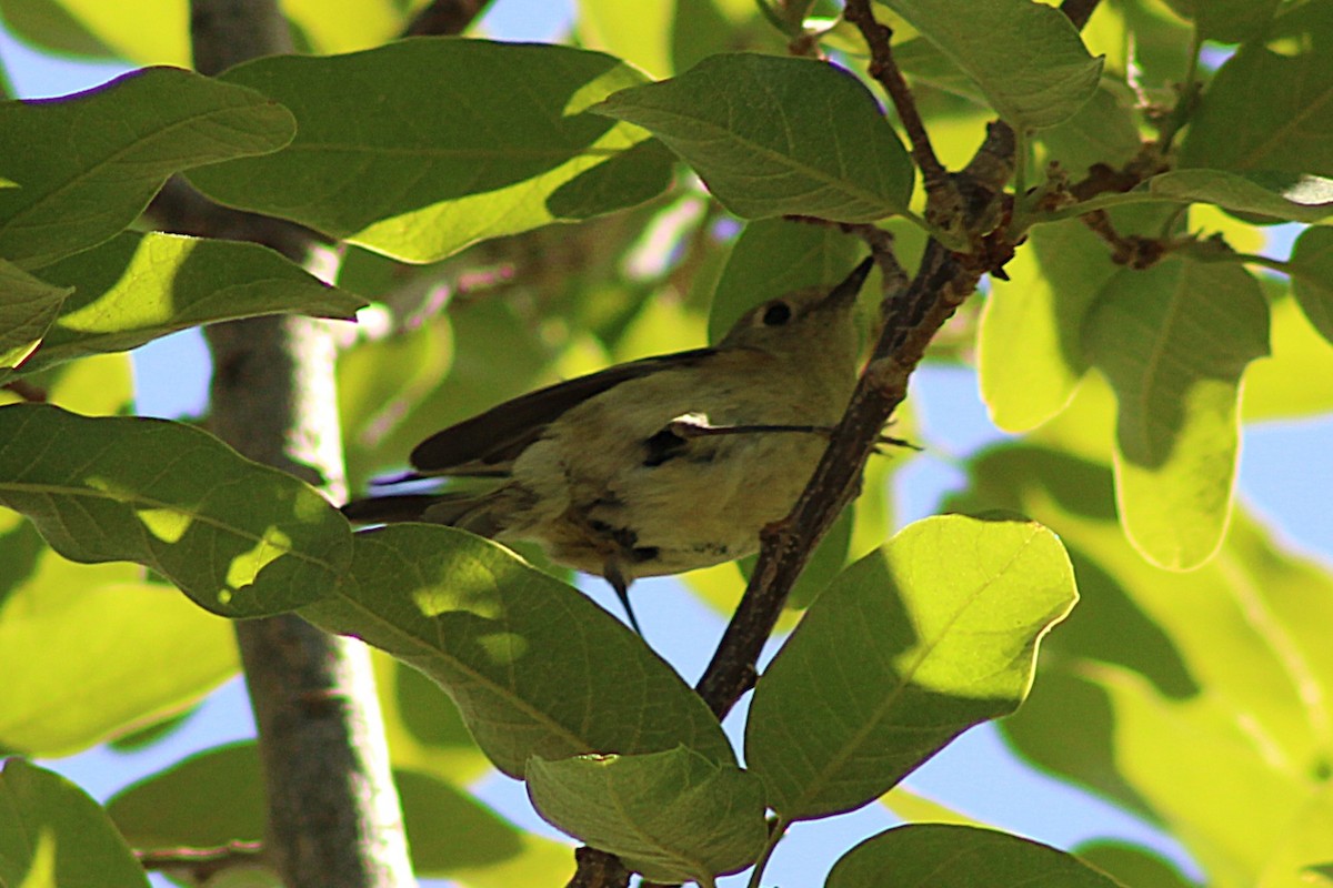 Ruby-crowned Kinglet - ML633376593