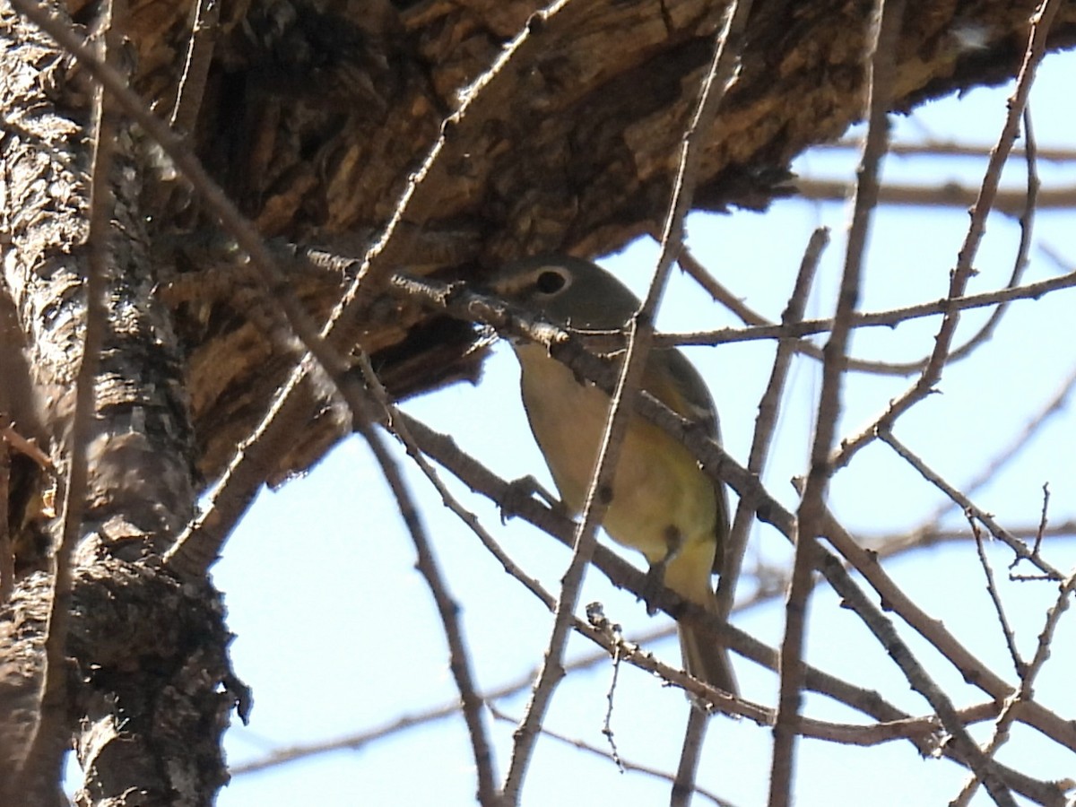 Cassin's Vireo - ML633376622