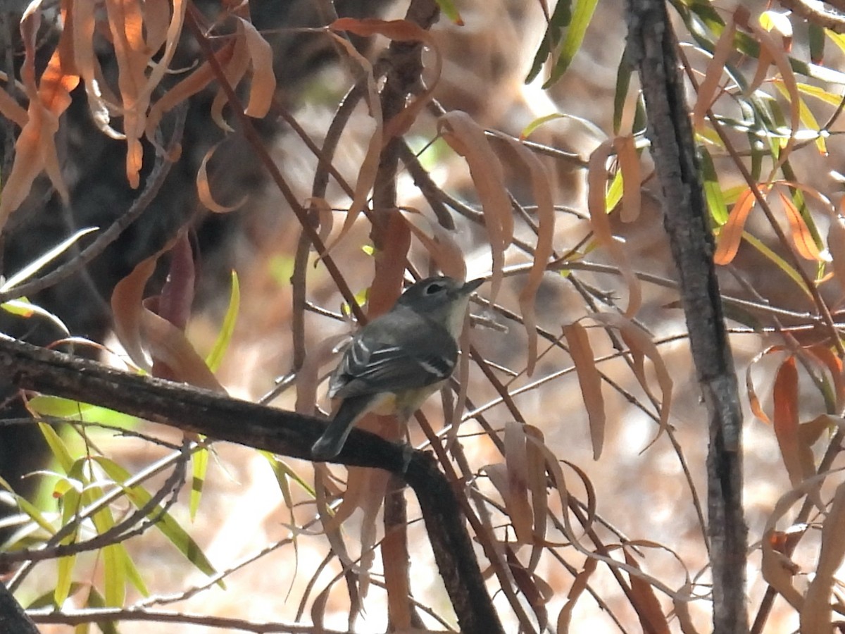 Cassin's Vireo - ML633376623