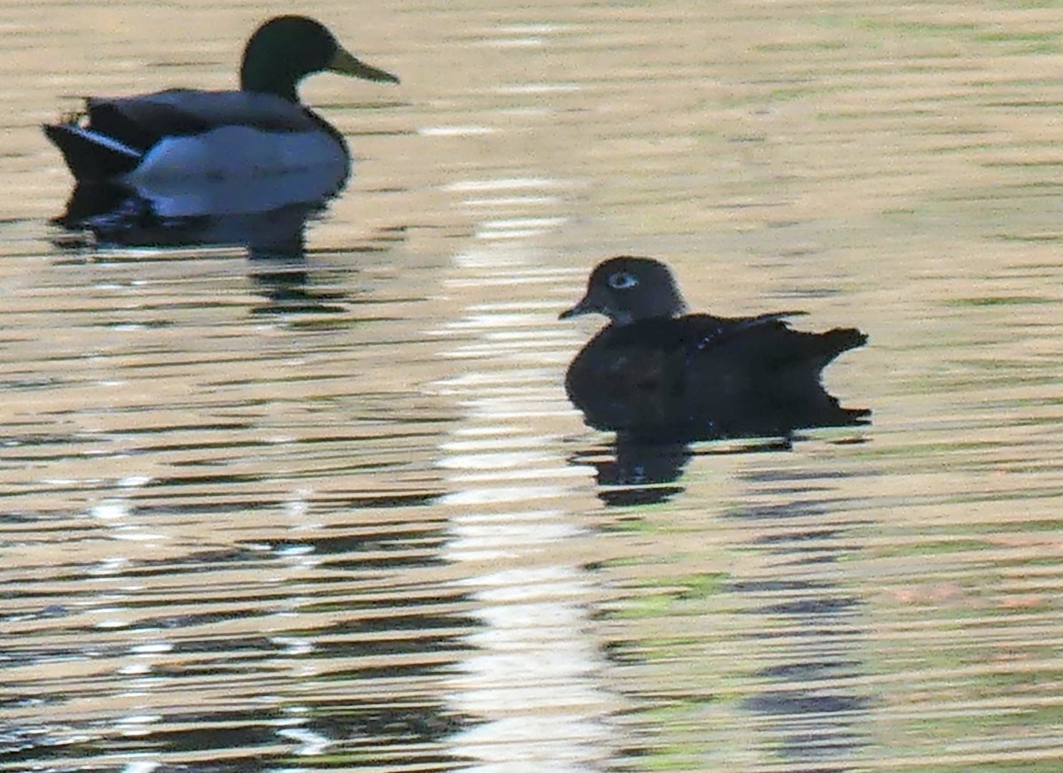 Wood Duck - ML633376758