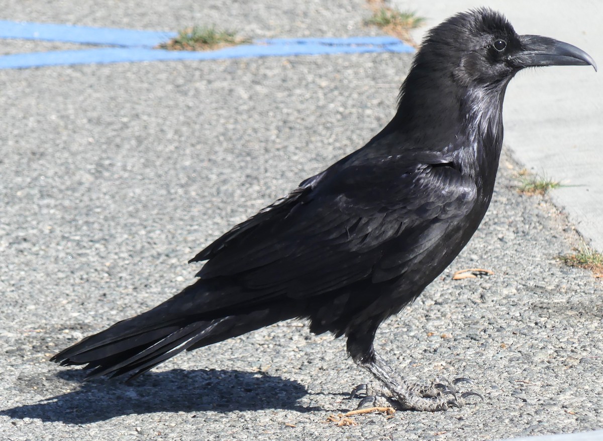 Хон хэрээ - ML633376776