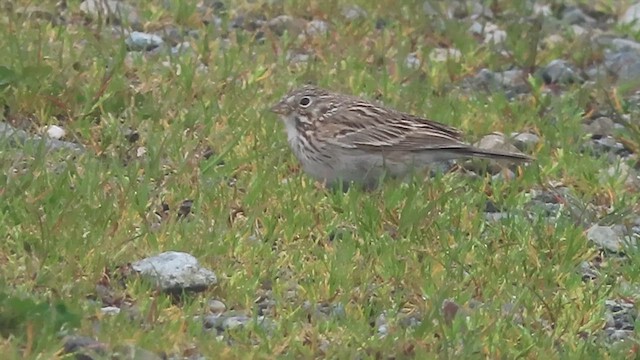 Vesper Sparrow - ML633376779