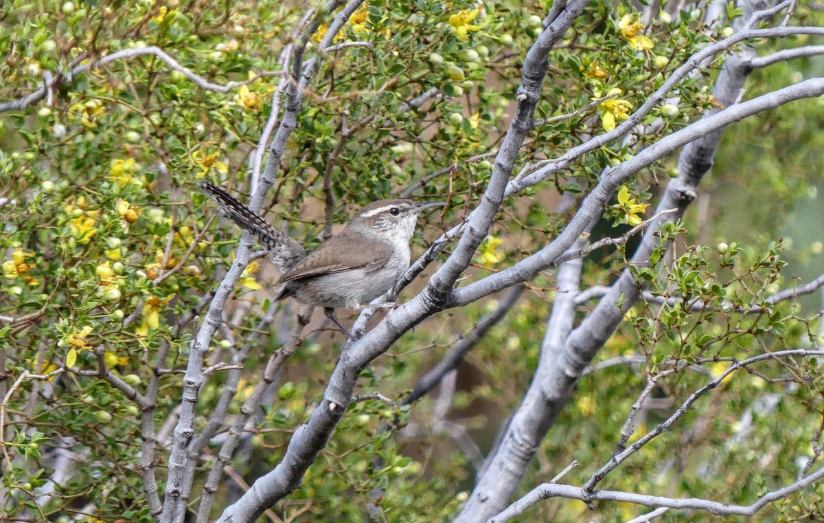 Bewick's Wren - ML633376814