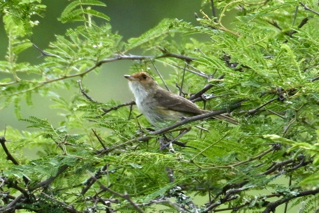 Fulvous-faced Scrub-Tyrant - ML633376917
