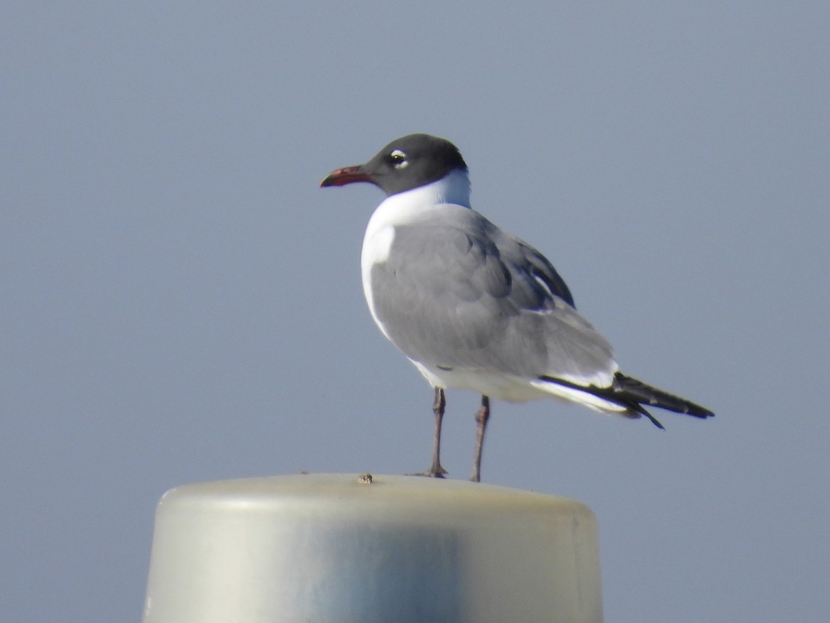 Laughing Gull - Jeanene Daniels