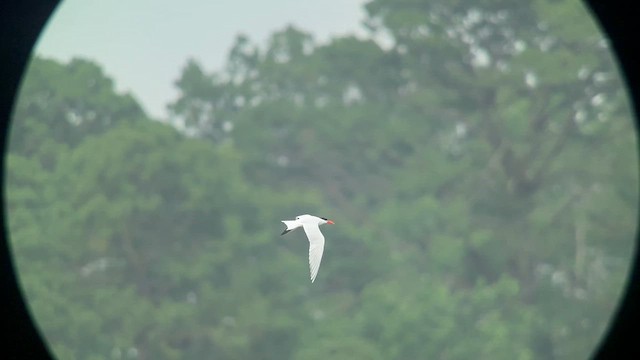 Caspian Tern - ML633377095