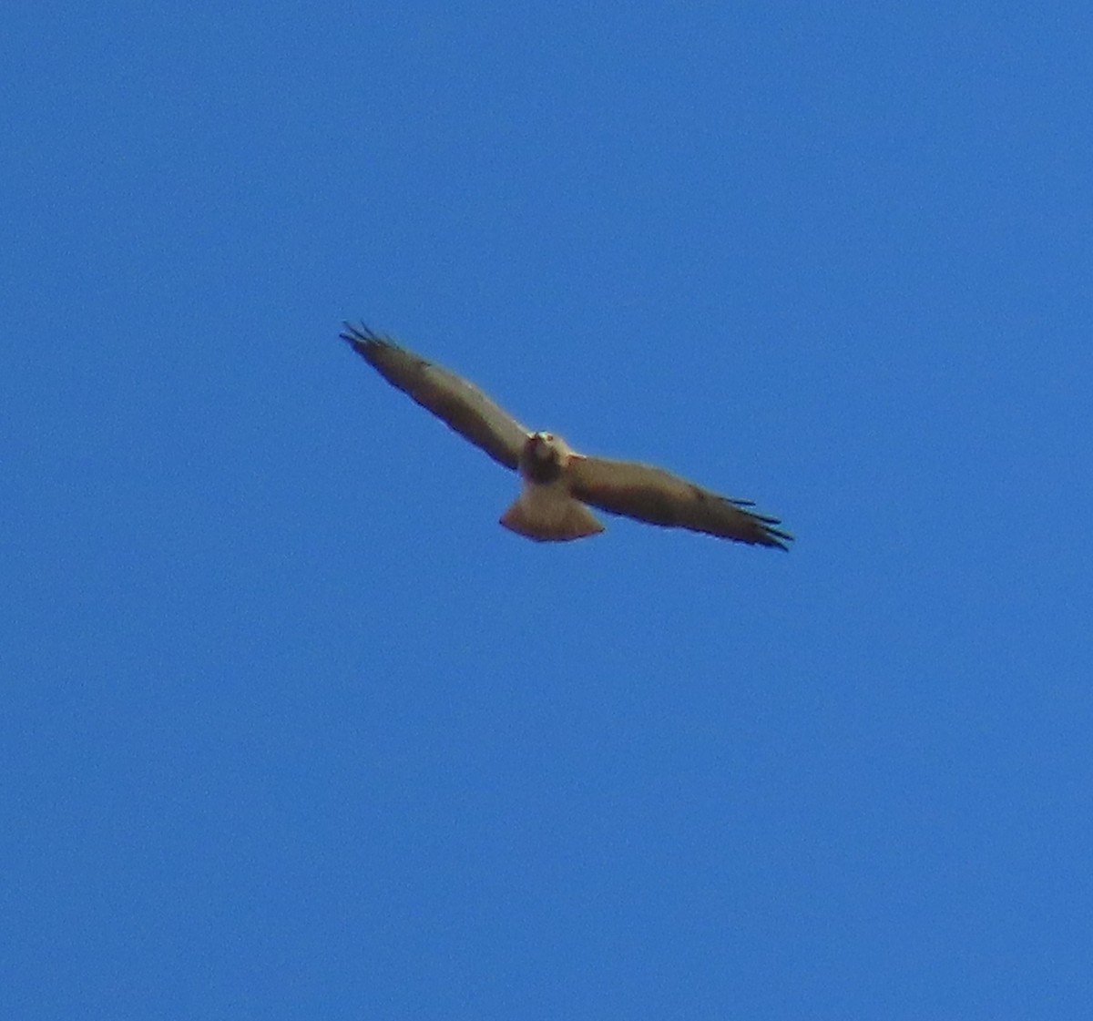 Swainson's Hawk - ML633377171