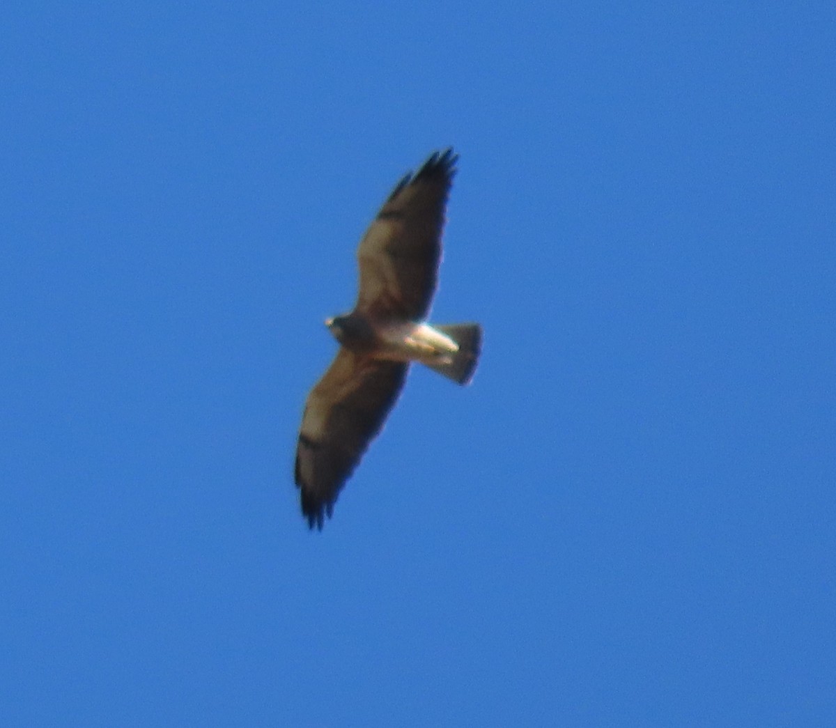 Swainson's Hawk - ML633377172