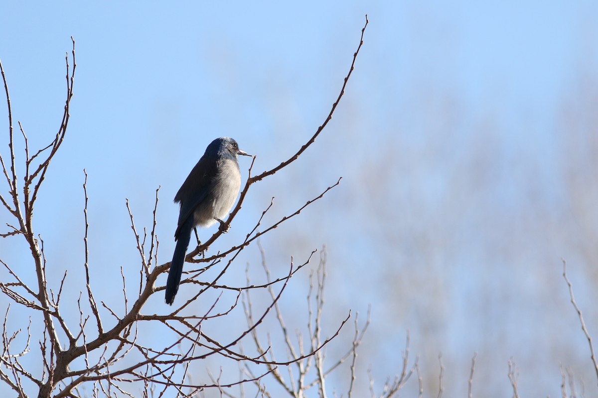 Woodhouse's Scrub-Jay - ML633377174