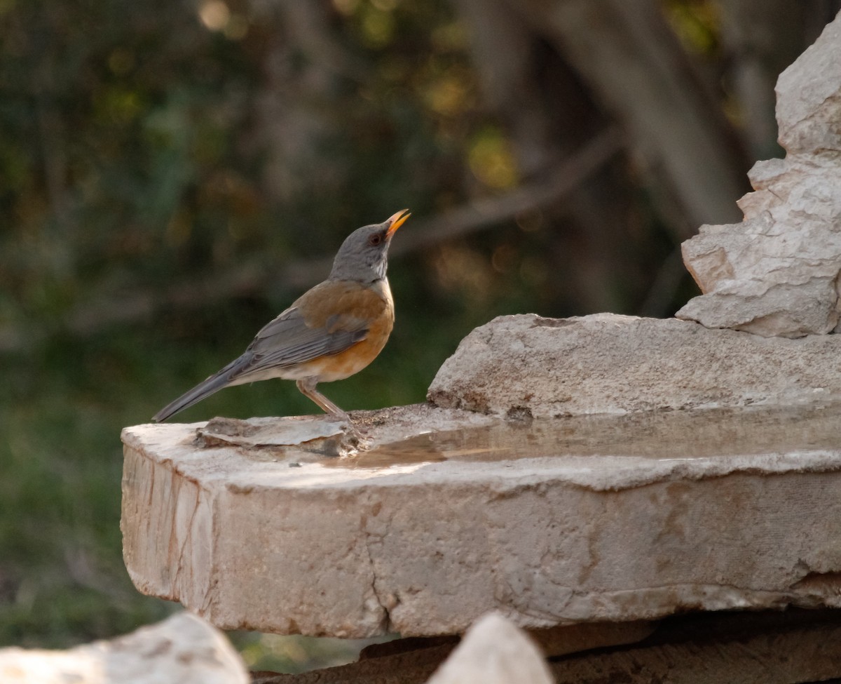 Rufous-backed Robin - ML633377189