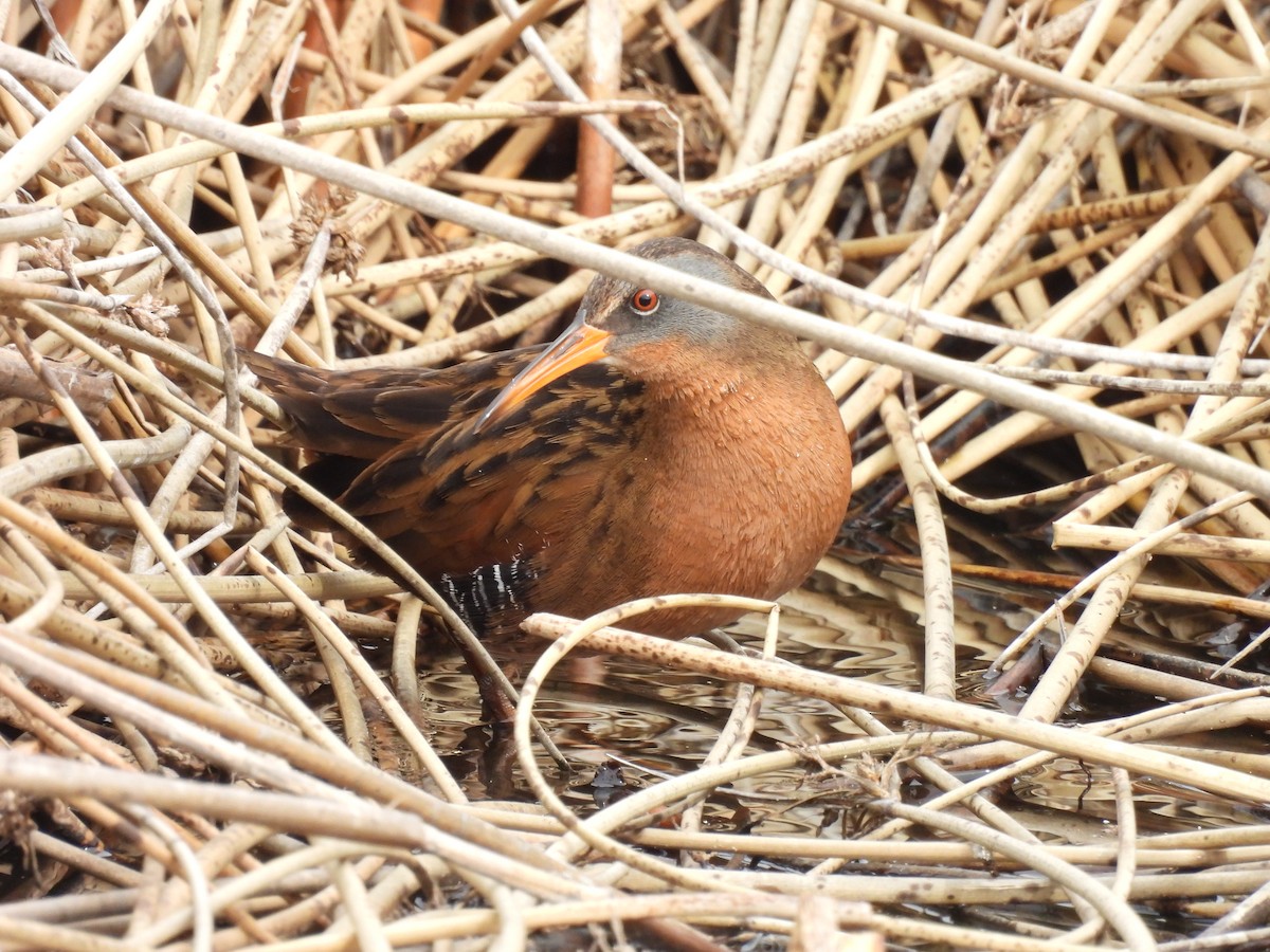 Virginia Rail - Secular HellHound